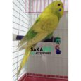 skt1__trd_2